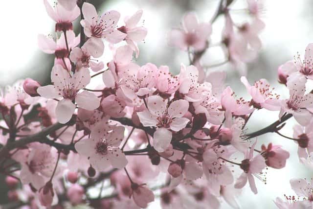 cherry-blossoms-4846635_640