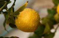 lemon-tree-jpg-2