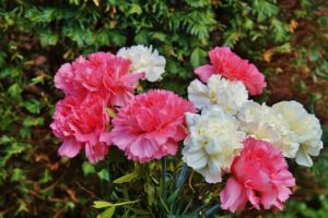 pink-white-carnations-640
