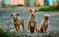 dogs-984015_640