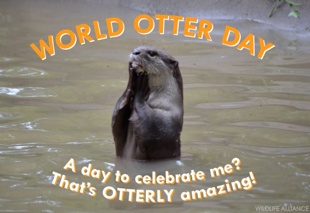 Today Is World Otter Day 103 9 The Pig