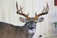deer-buck_640