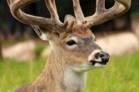 whitetail-deer-4424655_640