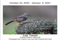 julie-tidwell-bird-nerdrere