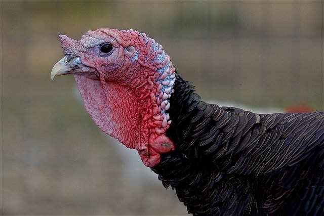 Turkey Shoot at Doddridge