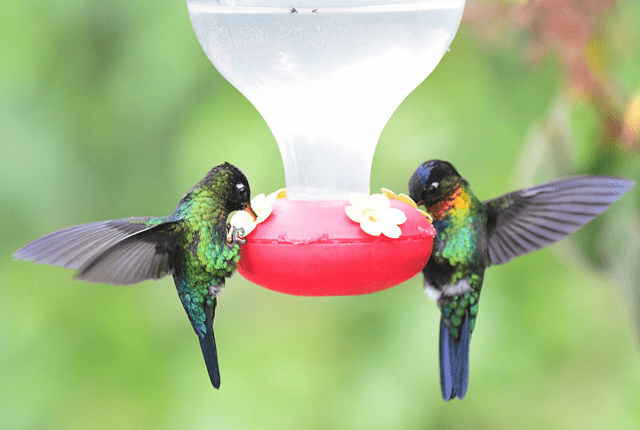hummingbird-png-2