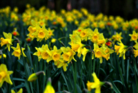 jonquils