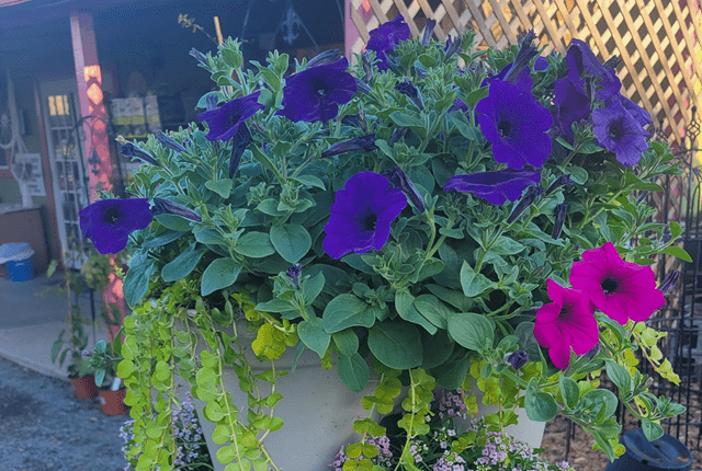 Blooming Great Swing into Spring