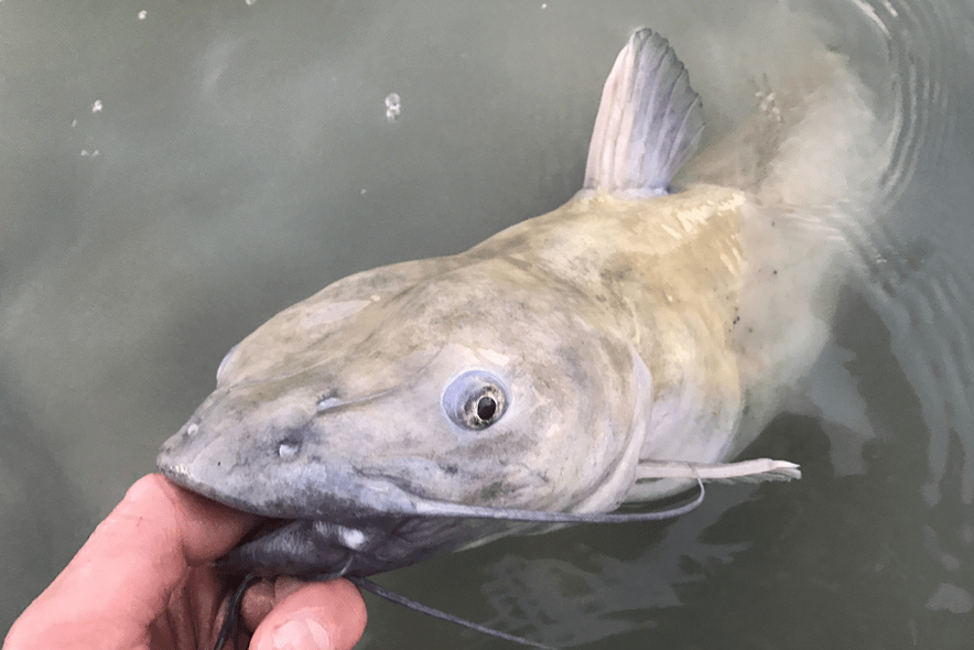 5th Annual Raymond Hanna Memorial Catfish Tournament