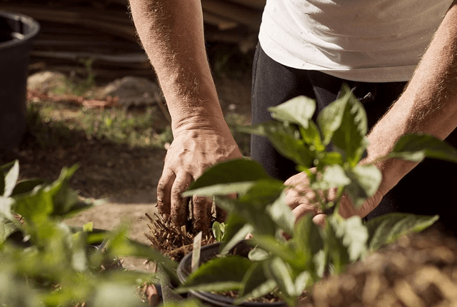 Miller County Master Gardeners Plant Sale