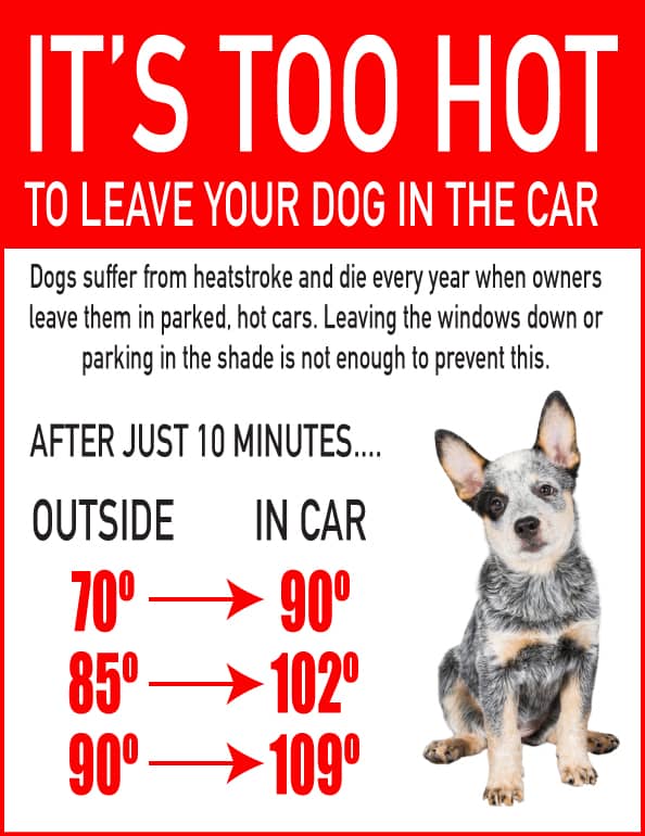 pets in hot cars