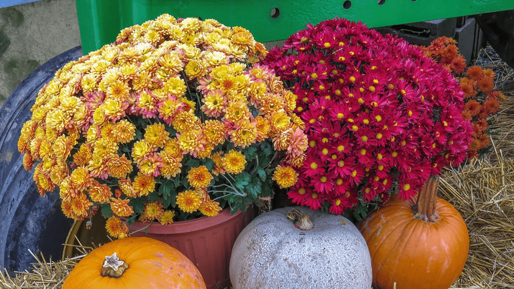 fall-mum-courtesy-pixabay