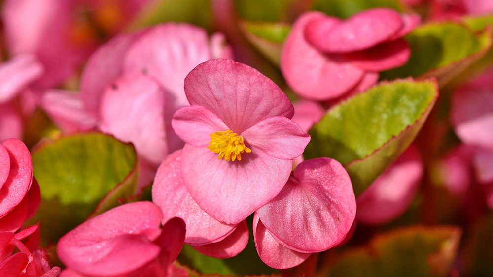 DeKalb FFA Plant Sale