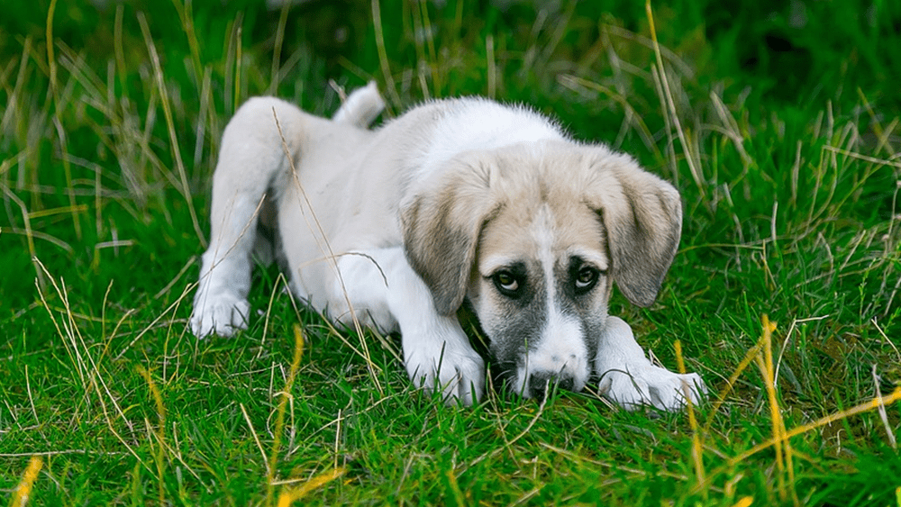 stray-dog-courtesy-pixabay