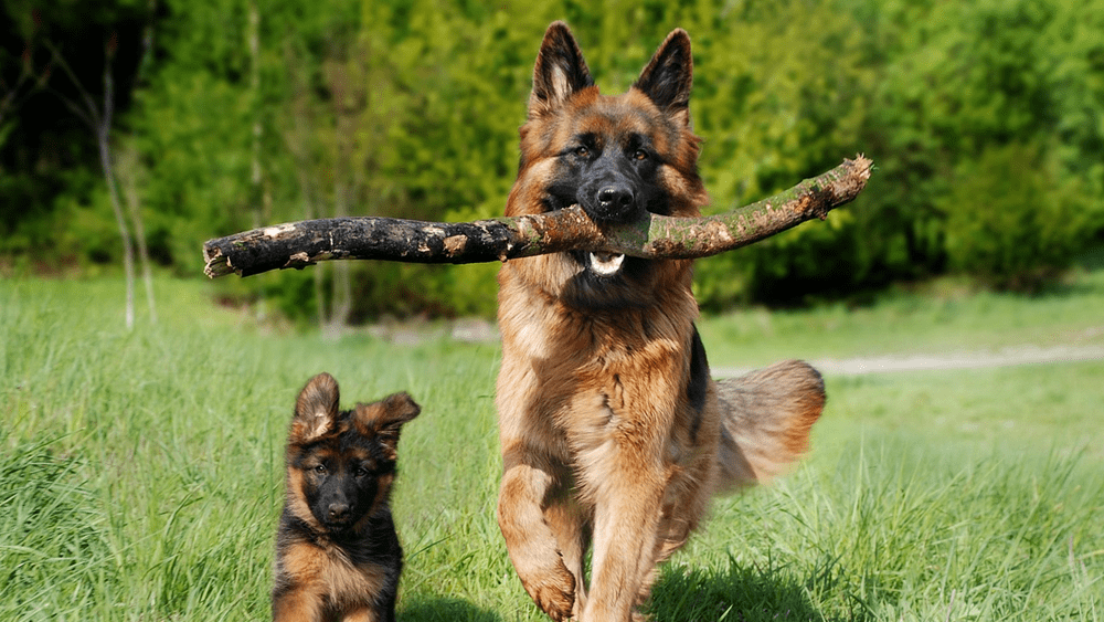 dogsfeat-courtesy-pixabay
