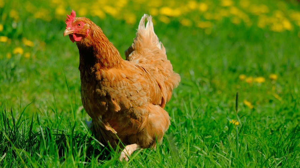 hens-courtesy-pixabay