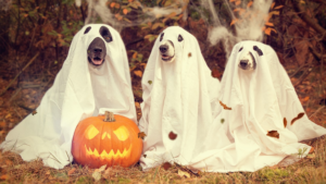 pethalloweenconstest