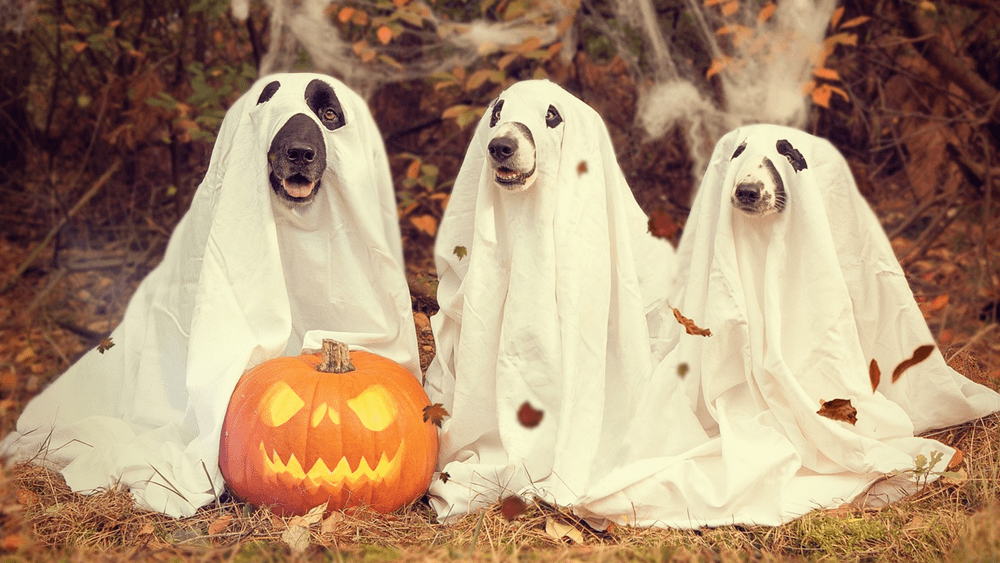 Atwoods 2nd Annual Pet Costume Contest