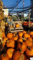 pumpkin-patch