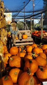 pumpkin-patch