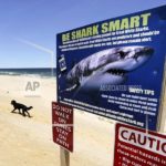 shark-warning-flags