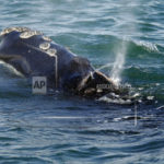 vessel-strikes-rare-whales