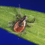 ticks-lyme-disease