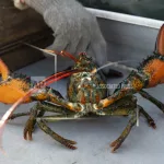 lobster-fishing