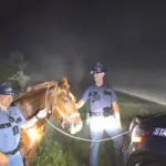 troop-i-horse-rescue