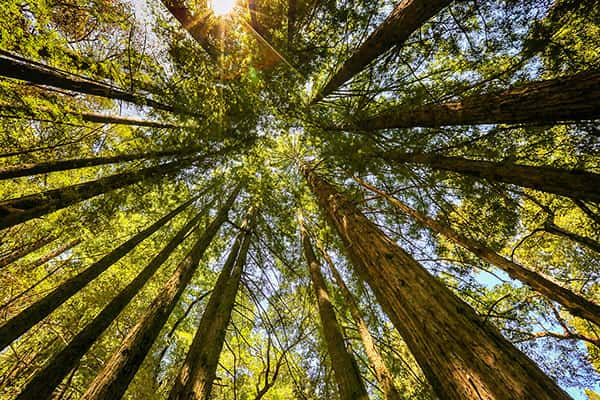 looking up within a forest