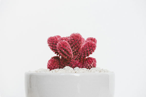 small red cactus