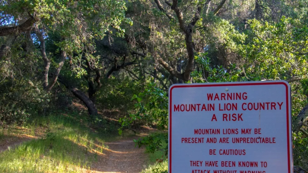 Mountain Lion Warning Sign Along a Tree Covered Hiking Trail in O'Neill Regional Park, CA