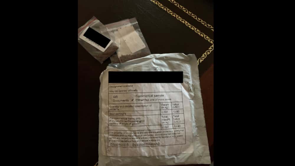 seeds-copy