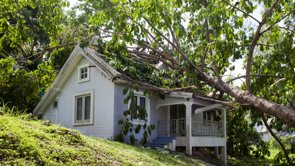 tree-on-house