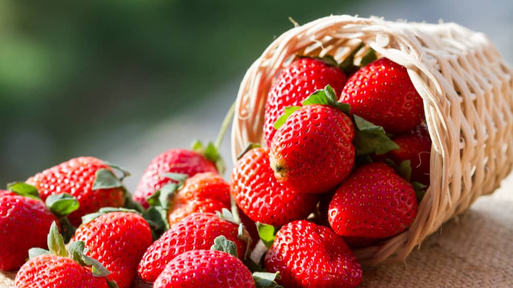 strawberry-season