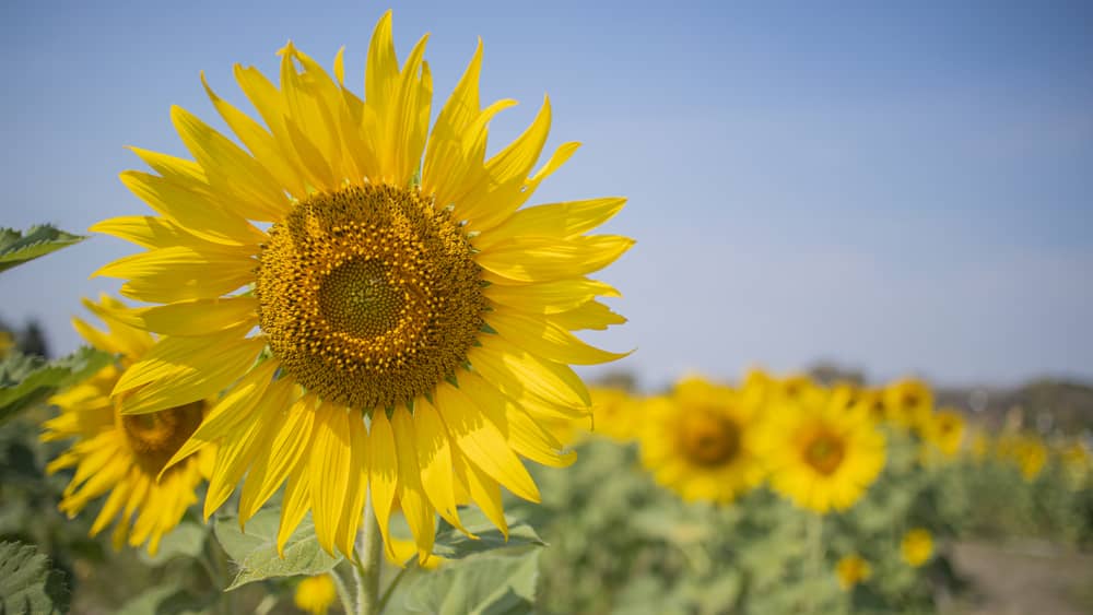 sunflower