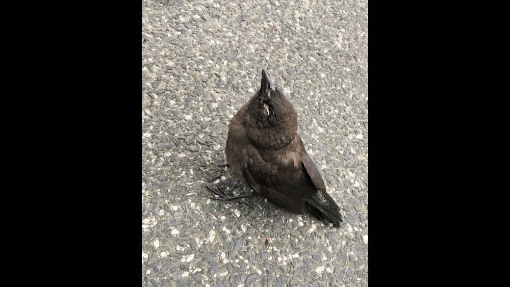 affected-fledgling-grackle