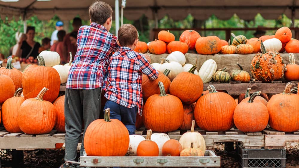 pumpkin-patch