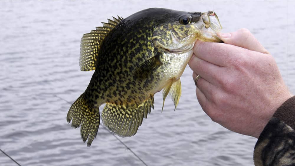 crappie
