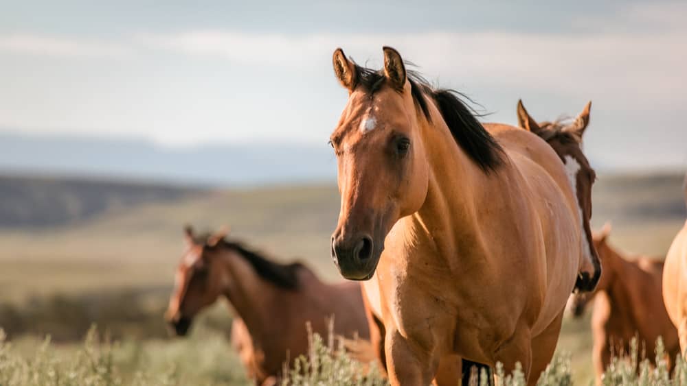 horses