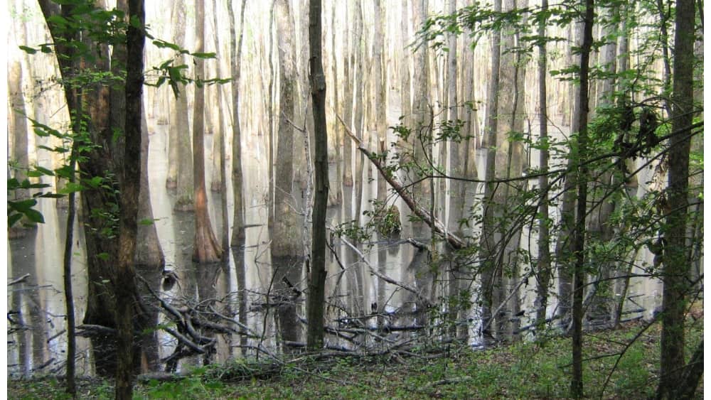 walker-branch-class-ii-natural-scientific-state-natural-area