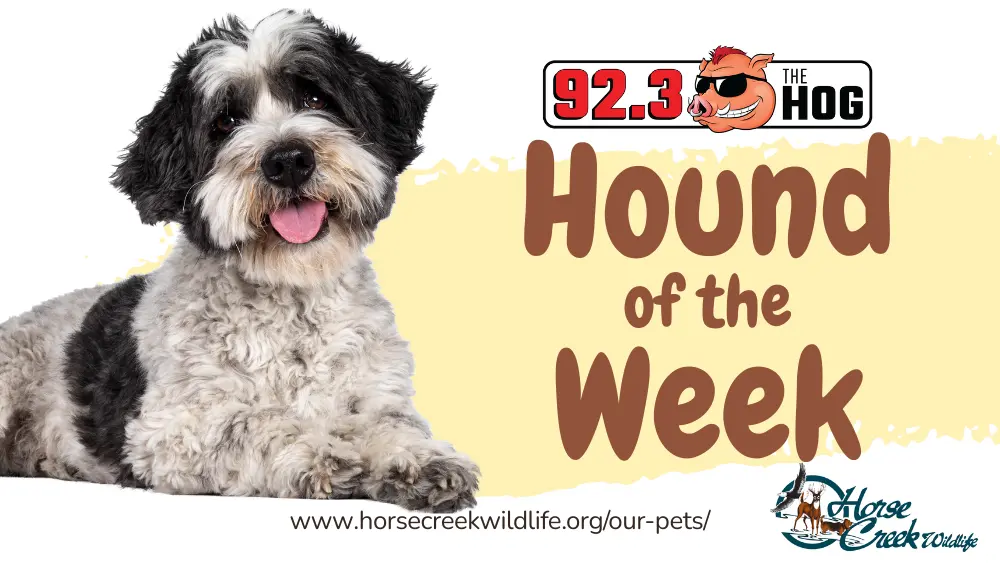 hound-of-the-week