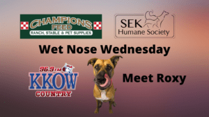 wet-nose-wednesday-roxy