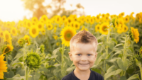 sunflowers-png-7