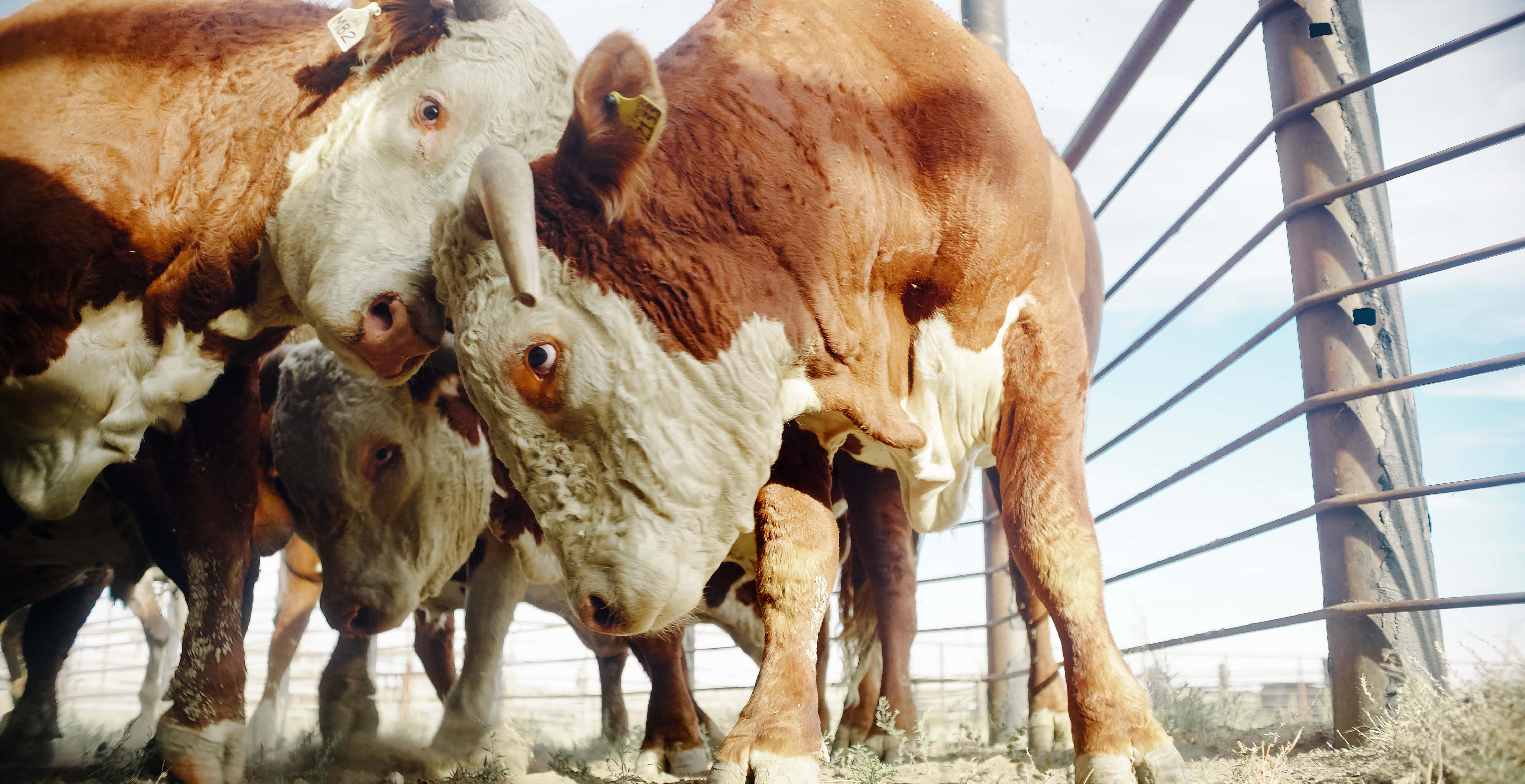 Performance Herd of the Heartland Sale -Spur Ranch