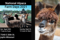 alpaca-png-3
