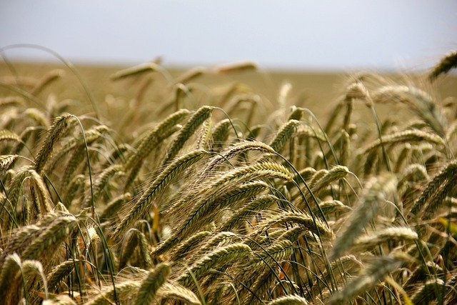 wheat-196173_640-2