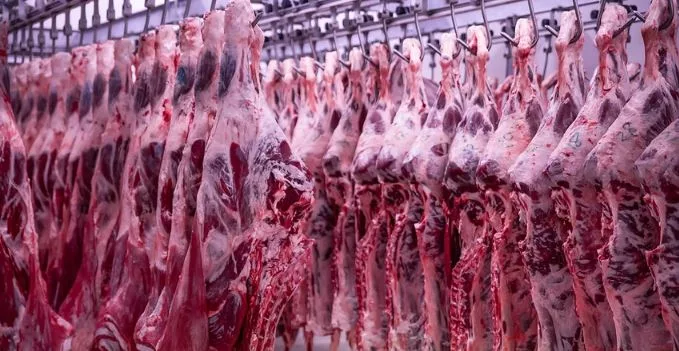 beef-carcusses