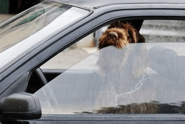 dogincar