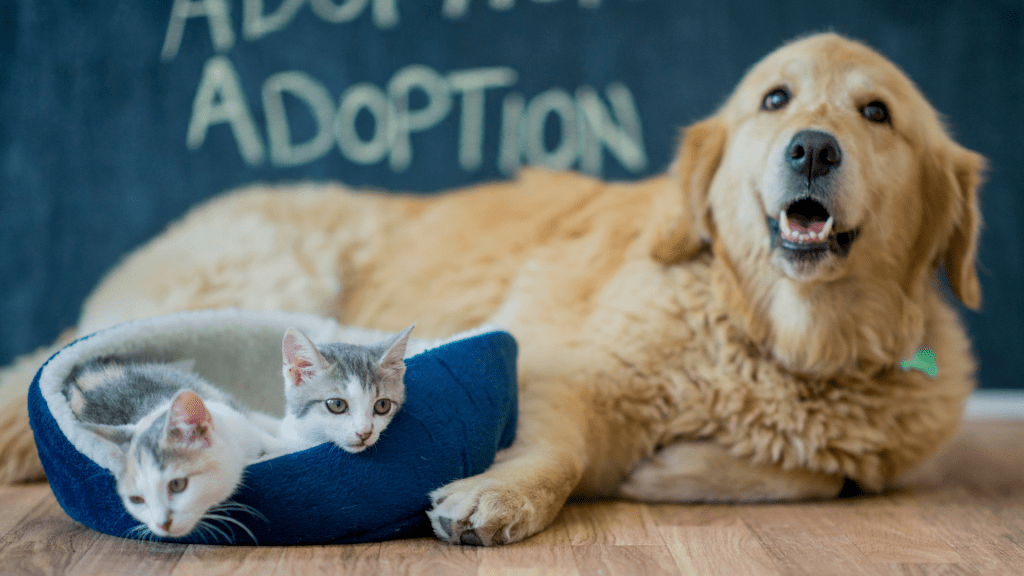 dog-and-cats-for-adoption-1024x576-1